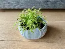 self watering planter 2.webp